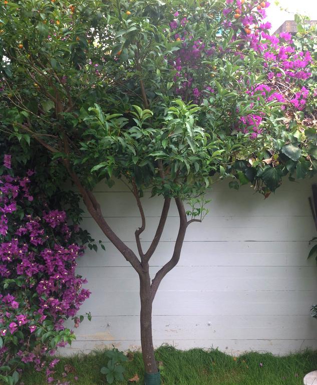 Bed and Breakfast A Casa Di Lolu Grottammare Exterior foto